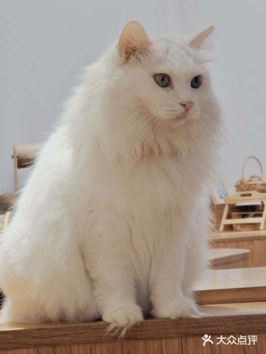 有猫主题·治愈系猫咖(曾厝垵店)图片