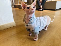 -猫腻·猫咖·撸猫馆(星光大道店)