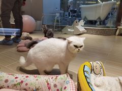 -momokira米努特·德文卷毛猫·棉花面纱犬