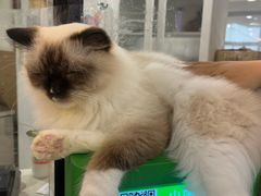 -共舞时光猫咖·狗咖(新街口店)