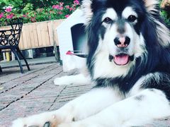 -more than meow吴止猫主题餐厅(承德 中船汇店)