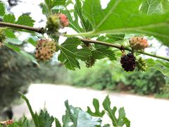 -阳台山自然风景区