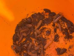 -红树林天天赶海