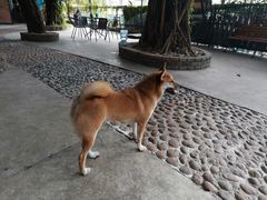 -柴犬高等学院·狗咖·柴犬售卖·宠物训练