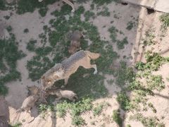 -青藏高原野生动物园