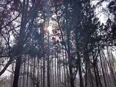 -东平国家森林公园