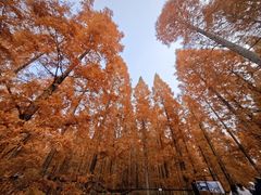 -黄海国家森林公园