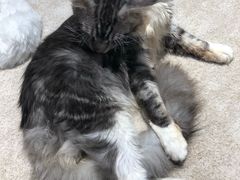 -瞄一喵猫咖(格力海岸店)