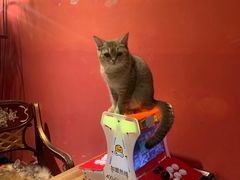 -猫色咖啡·猫咖