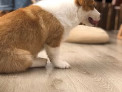 -浣熊柯尔鸭土拨鼠·电玩咖