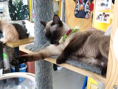 -平行世界·猫咖(首经贸店)