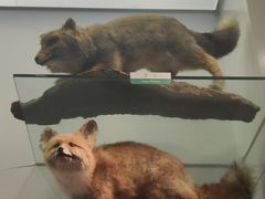 -国家自然博物馆