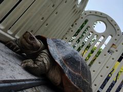 -more than meow吴止猫主题餐厅(承德 中船汇店)