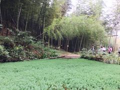-宁波浙东大竹海景区