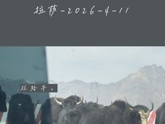 -羊卓雍措