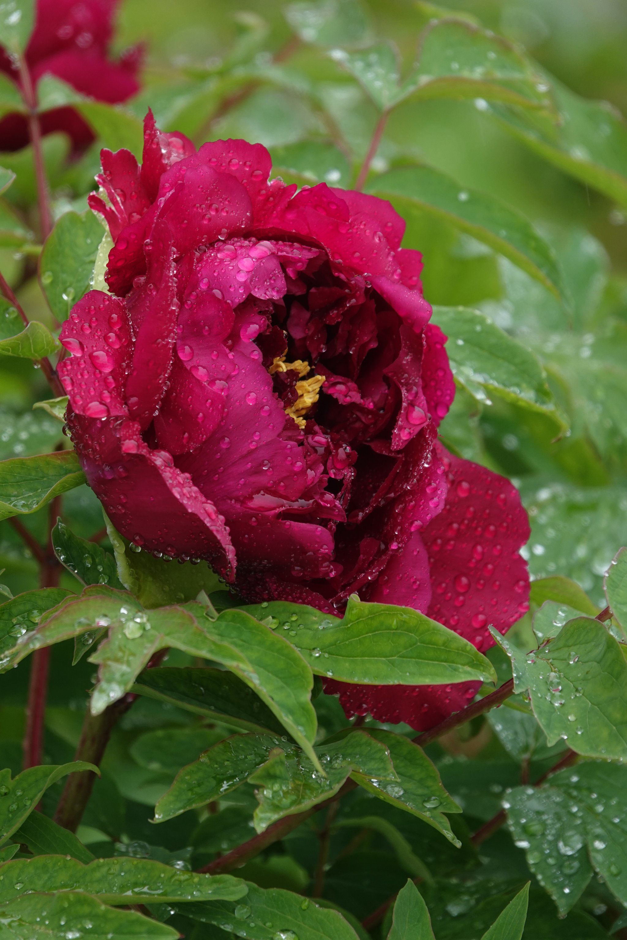牡丹园里看雨中牡丹