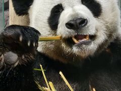 -栾川竹海野生动物园