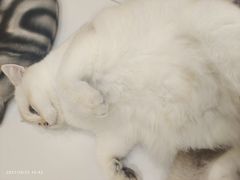-COLOR PETS 撸猫馆·购猫·猫咖(长风大悦城店)