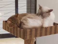 -momokira米努特·德文卷毛猫·棉花面纱犬