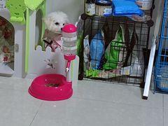 -翊宠yipet猫狗购宠庄园犬舍•猫舍