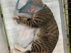 -瑞派罗医生宠物诊所(古镇分所)