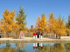 -金塔沙漠胡杨林景区