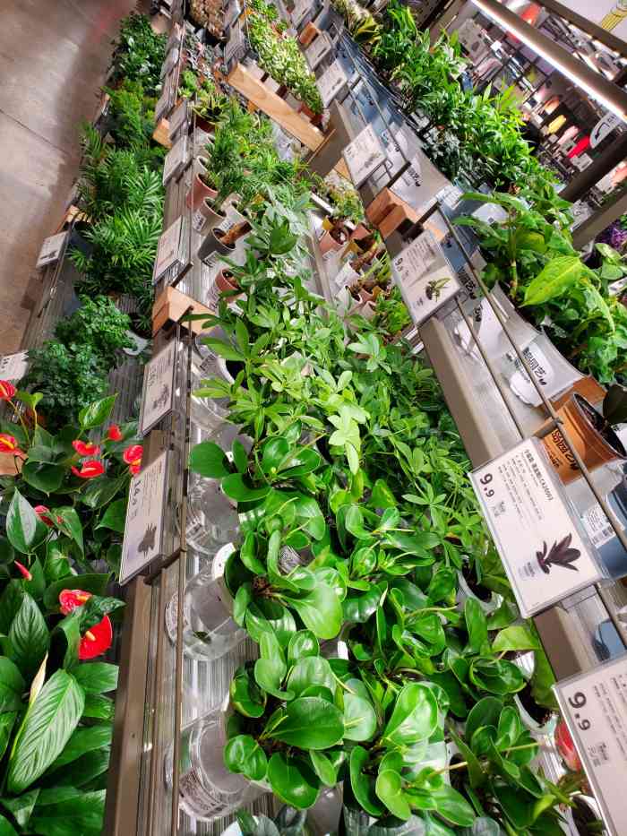 ludao鹿岛生活(龙湖重庆金沙天街店)-"鹿岛简直是进阶版的平价小超市