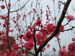 -秀丽东方
