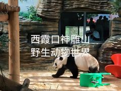 -西霞口神雕山野生动物世界