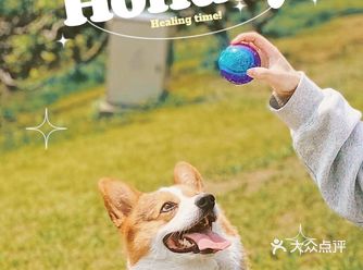 带狗娃寻觅金陵不可错过的春景