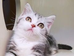 -十年猫舍·猫咪专门店(普陀店)