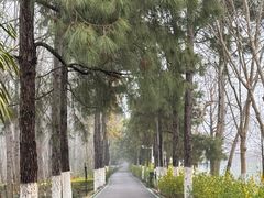 -合肥滨湖国家森林公园