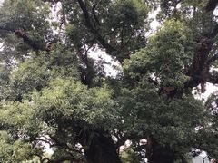 -杨家堂村