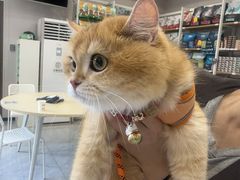 -瑞鹏宠物医院·骨科·猫科·内科(第一中心)