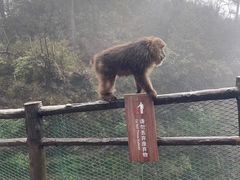 -峨眉山风景名胜区