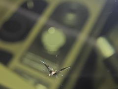 -小晏汽车维修店(华阳店)