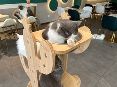 -飞行喵MR PILOT|猫舍·猫咖(静安大融城店)