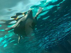 -瑞普利水族馆