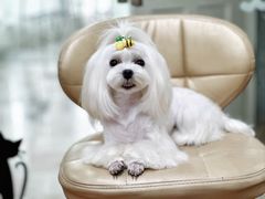 -鑫艺宠物美容培训学校