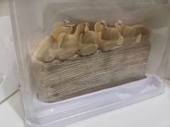 伯爵千层-Bco豆库(星耀天地店)