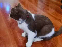 -猫小院猫主题咖啡厅(北锣店)