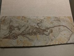 -辽宁古生物博物馆