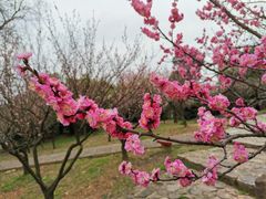 -无锡梅园公园