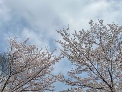 -顾村公园