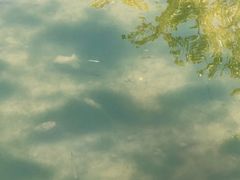 -合肥滨湖国家森林公园