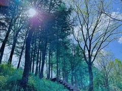 -青峰峡国家森林公园