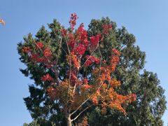 -北京西山国家森林公园