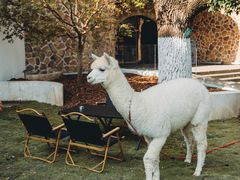 -J Create城市露营咖啡·简餐·宠物(上海动物园店)