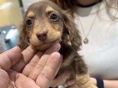 -萌宠之家·腊肠犬·马尔泰·小体犬舍