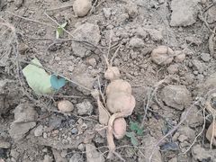 -东方巨龟苑景区